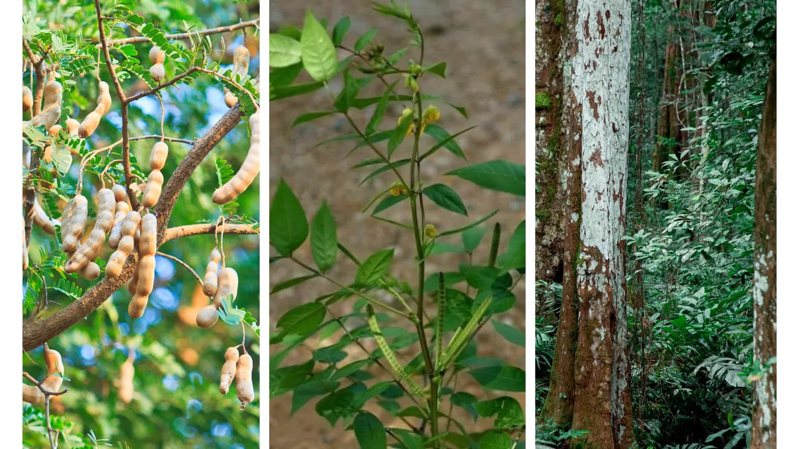 Tamarind, baobab and red bark tree